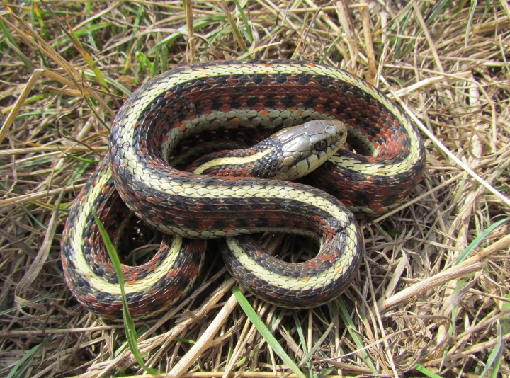 Coast Garter Snake